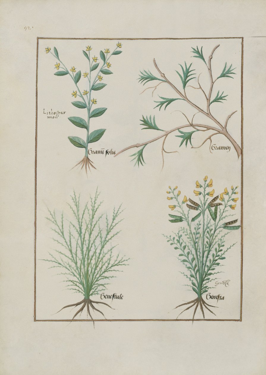 Fr. Fv VI #1 fol.157v Illustration från Book of Simple Medicines av Mattheaus Platearius (d.c.1161) c.1470 av Robinet Testard