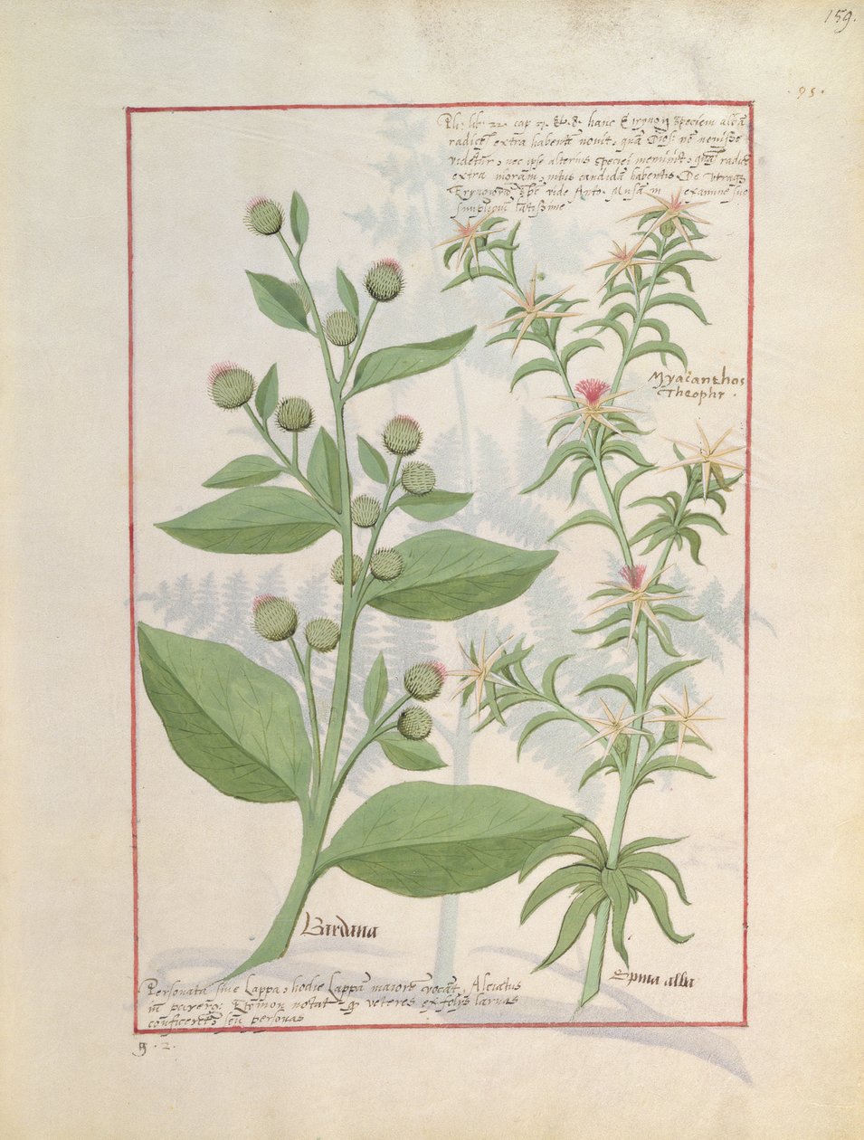 Illustration från boken om enkla mediciner av Mattheaus Platearius 159 av Robinet Testard