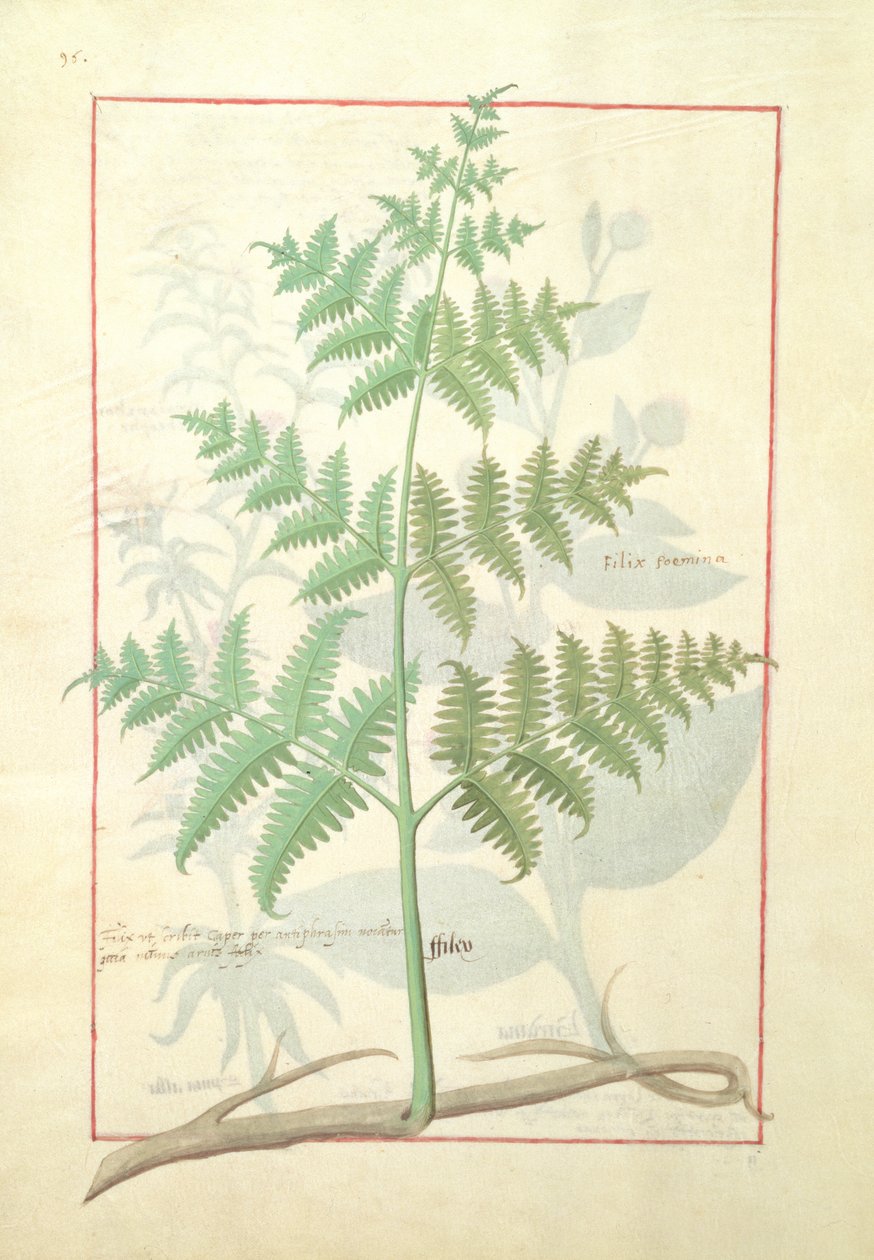 Illustration från boken om enkla mediciner av Mattheaus Platearius 159v av Robinet Testard