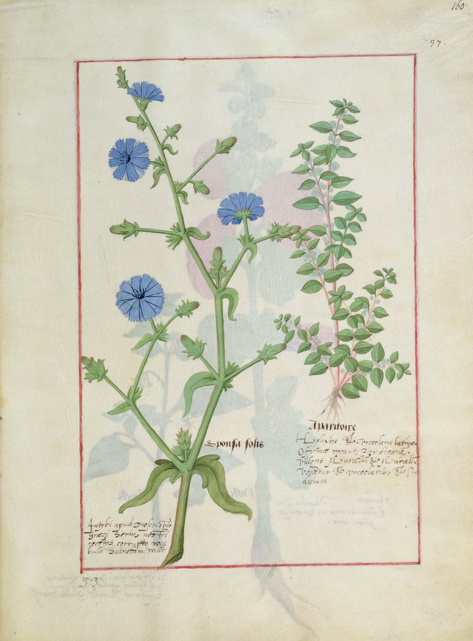 Illustration från boken av enkla mediciner av Mattheaus Platearius 160r av Robinet Testard