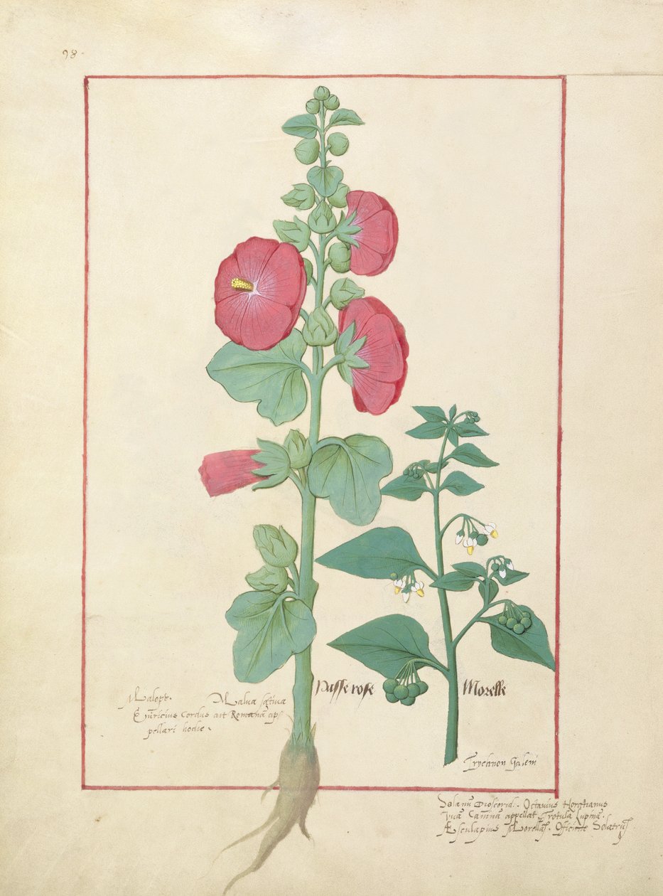 Illustration från boken av enkla mediciner av Mattheaus Platearius 160v av Robinet Testard