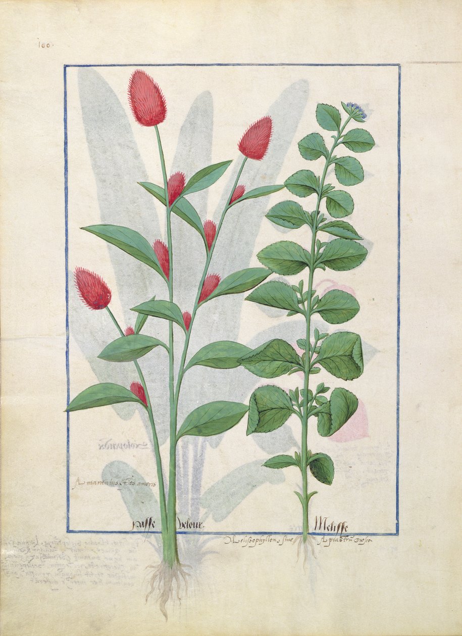 Illustration från boken om enkla mediciner av Mattheaus Platearius 161v av Robinet Testard