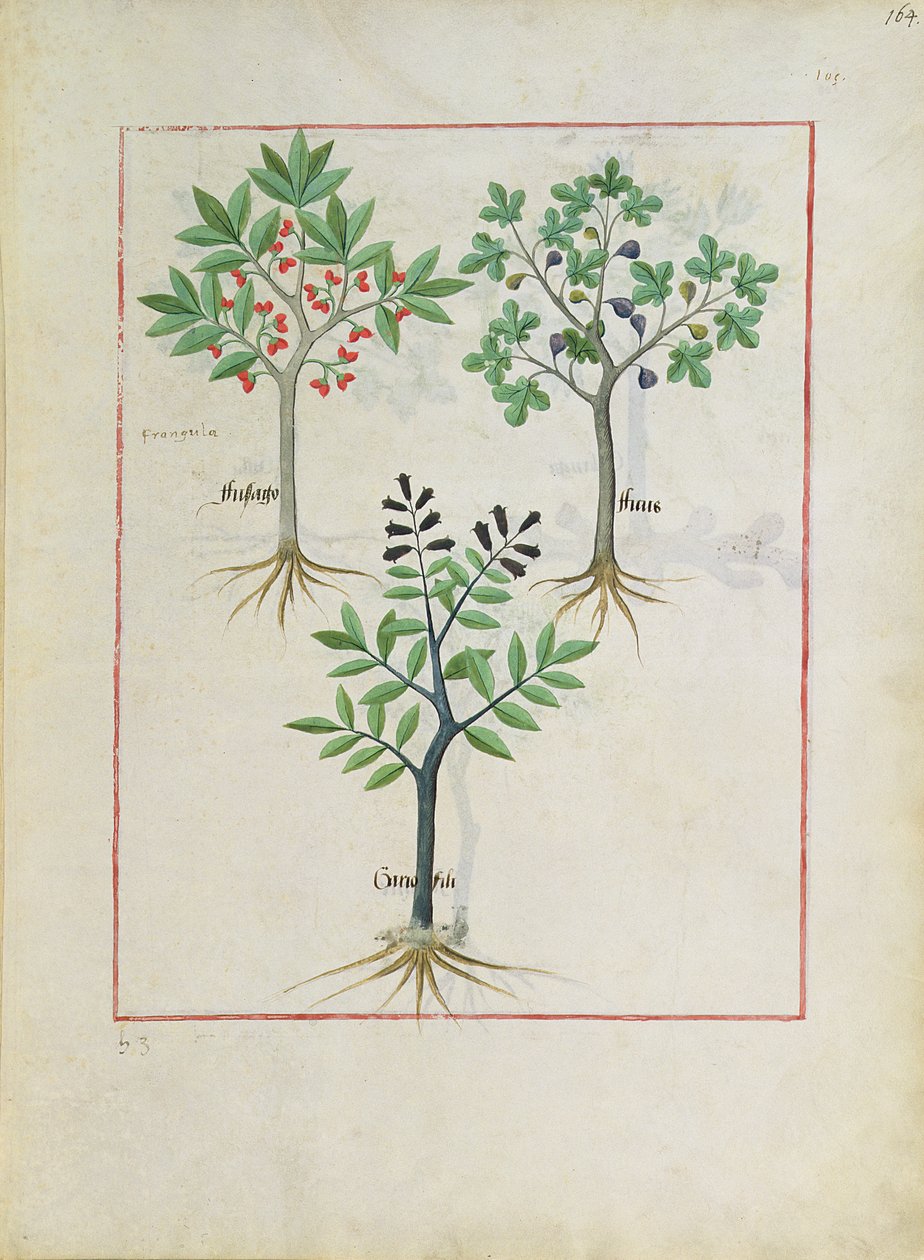 Illustration från boken om enkla mediciner av Mattheaus Platearius 164 av Robinet Testard