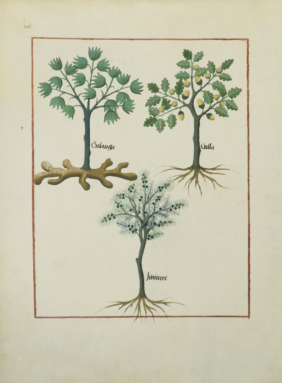 Fr. Fv VI #1 fol.164v Illustration från Book of Simple Medicines av Mattheaus Platearius (d.c.1161) c.1470 av Robinet Testard