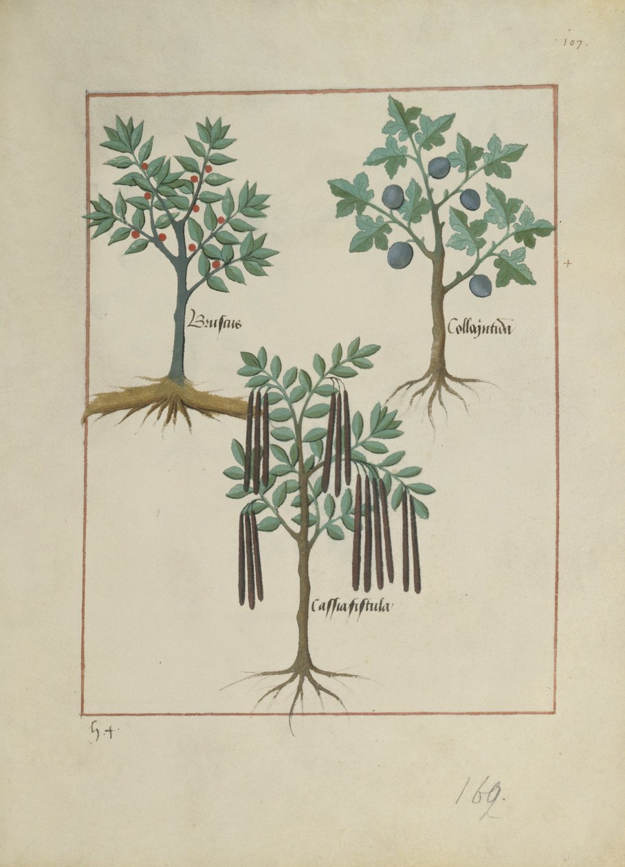 Fr. Fv VI #1 fol.165r Illustration från Book of Simple Medicines av Mattheaus Platearius (d.c.1161) c.1470 av Robinet Testard