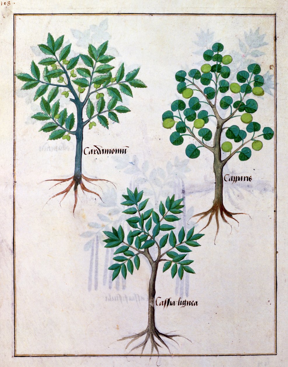 Illustration från boken om enkla mediciner av Mattheaus Platearius 165v av Robinet Testard