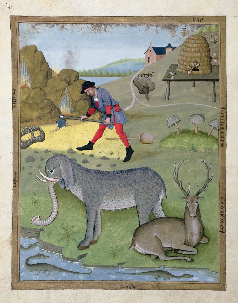 Illustration från boken om enkla mediciner av Mattheus Platearius 168v av Robinet Testard