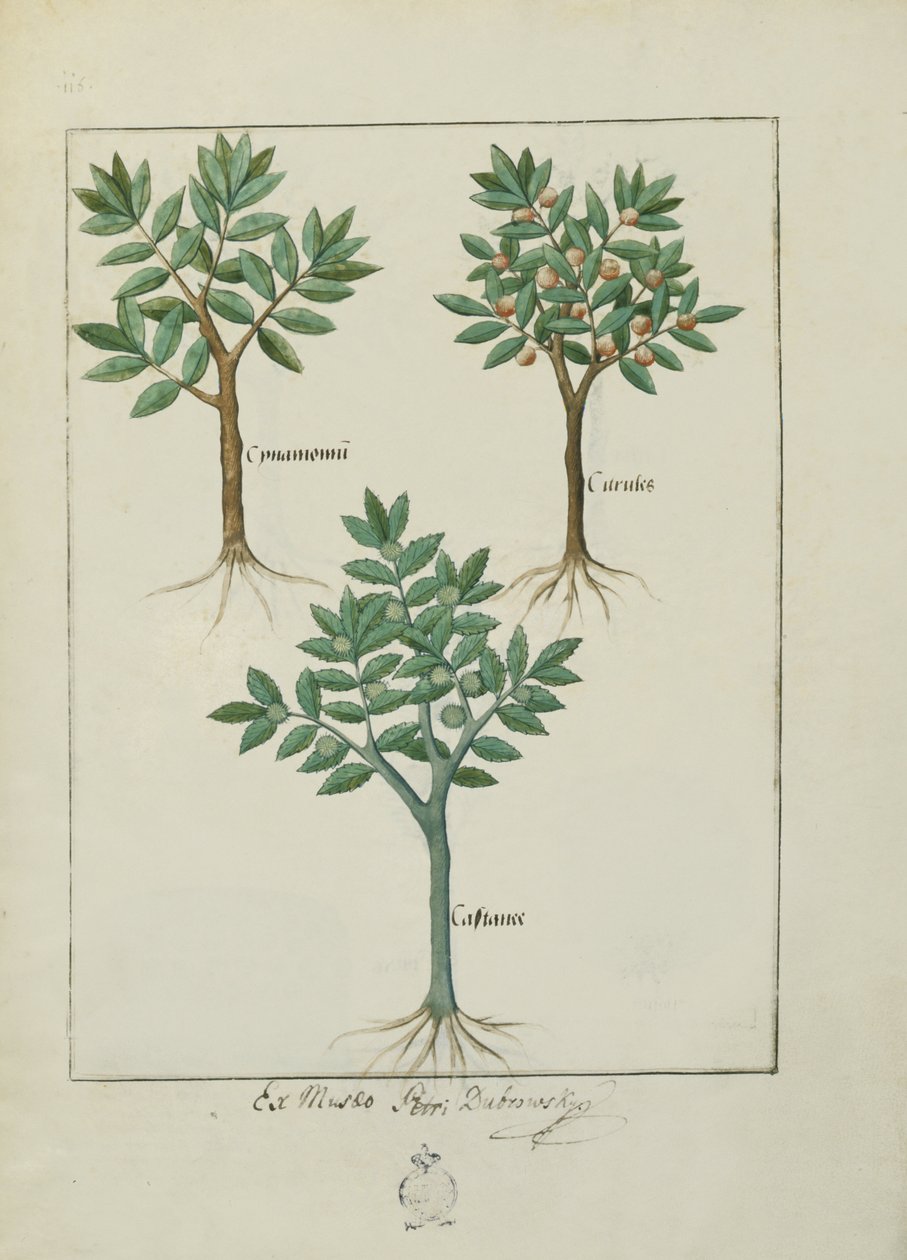 Fr. Fv VI #1 fol.169v Illustration från Book of Simple Medicines av Mattheaus Platearius (d.c.1161) c.1470 av Robinet Testard