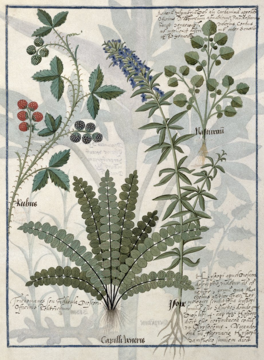 Ormbunkar, odlingar och blommor, illustration från boken om enkla mediciner av Mattheaus Platearius av Robinet Testard