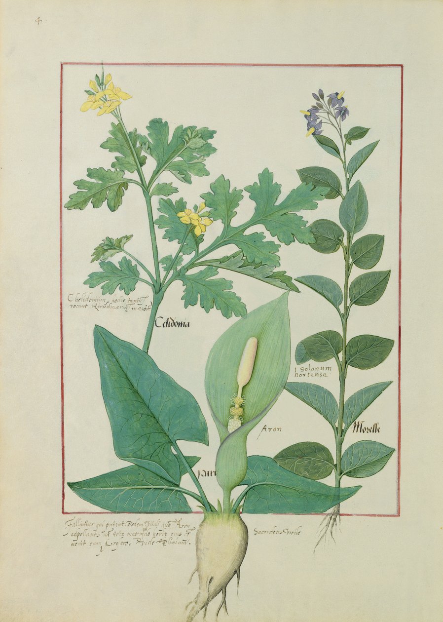 Greater Celandine poʻo Poppy, Solanum poʻo Nightshade, ma Aron, faʻataʻitaʻiga mai Le Tusi o Vailaau Faʻafaigofie saunia e Mattheaus Platearius 113vswed av Robinet Testard