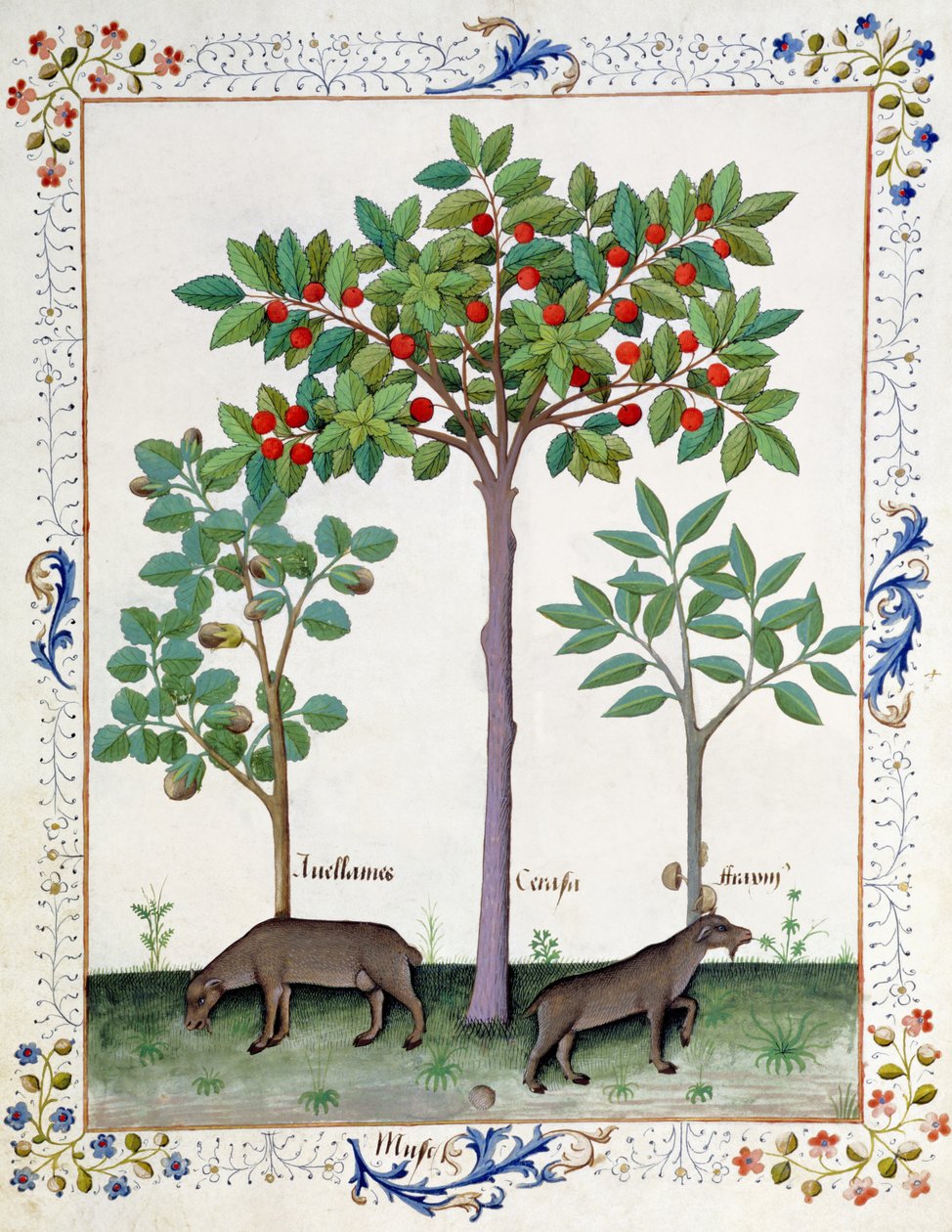 Hasselnötsbuske (till vänster) och körsbärsträd (mitten), illustration från boken Book of Simple Medicines av Mattheaus Platearius 162r. av Robinet Testard