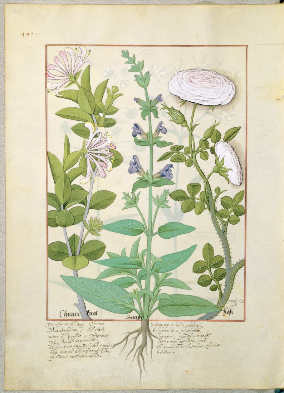 Kaprifol, salvia och ros, illustration från The Book of Simple Medicines av Mattheaus Platearius 133v av Robinet Testard