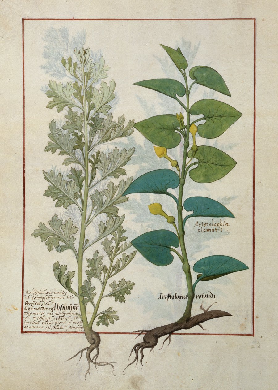 Illustration från The Book of Simple Medicines av Mattheaus Platearius av Robinet Testard