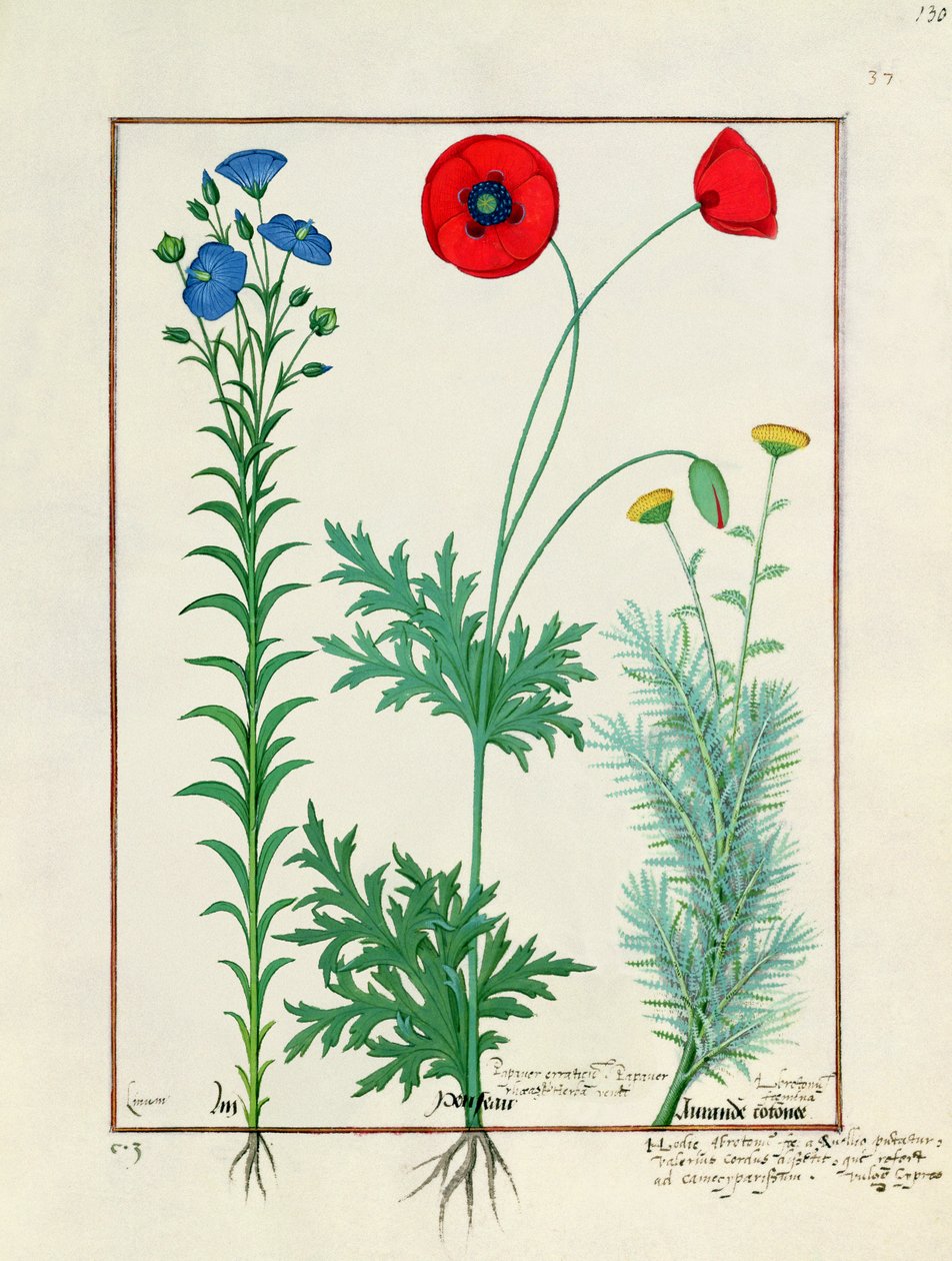 Linum, trädgårdsvallmo och Abrotanum, illustration från The Book of Simple Medicines, av Mattheaus Platearius av Robinet Testard