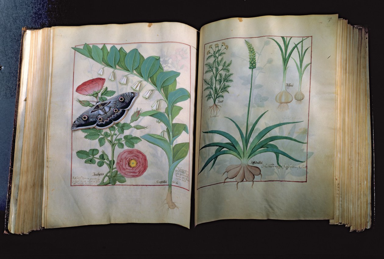 Fr. Fv VI #1 Två sidor föreställande ros och vitlök, från The Book of Simple Medicines av Mattheus Platearius (d.c.1161) c.1470 av Robinet Testard