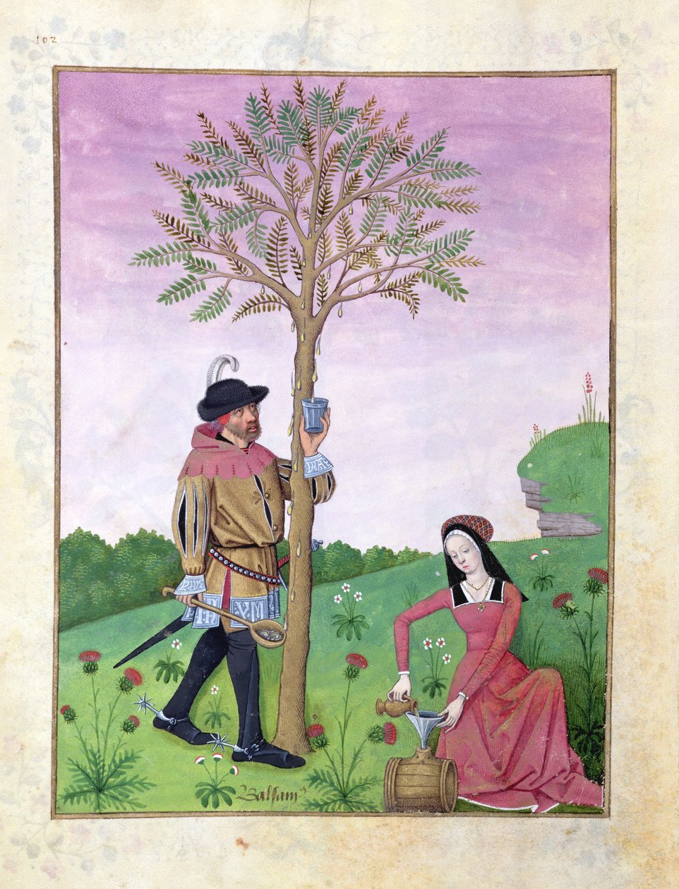 Fr. Fv VI #1 fol.162v Ritning av sav från ett träd, Illustration från "Book of Simple Medicines" av Mattheaus Platearius (d.c.1161) c.1470 (vellum) av Robinet Testard