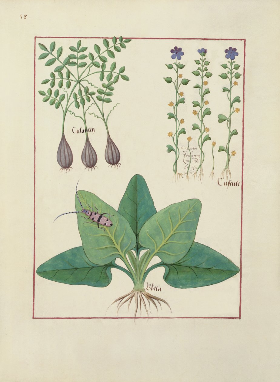 Fr. Fv VI #1 fol. Illustration från Book of Simple Medicines av Mattheaus Platearius (d.c.1161) c.1470 av Robinet Testard