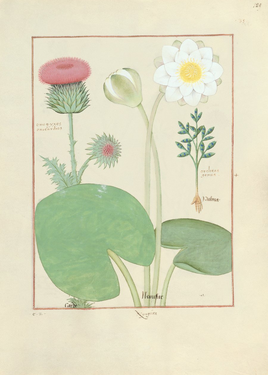 Plymerad tistel, näckros och ricinbönaväxt, illustration från The Book of Simple Medicines, av Matthaeus Platearius av Robinet Testard