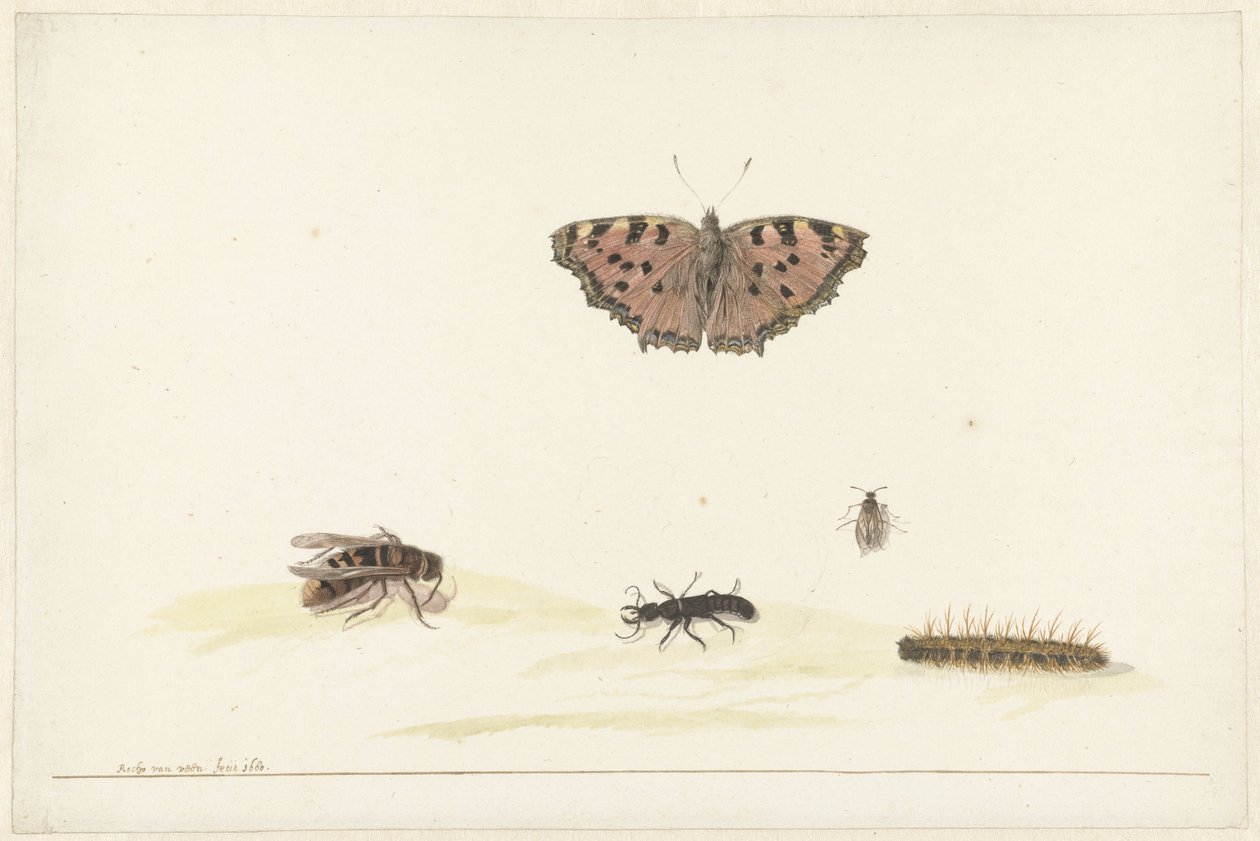 Studieblad med olika insekter av Rochus van Veen