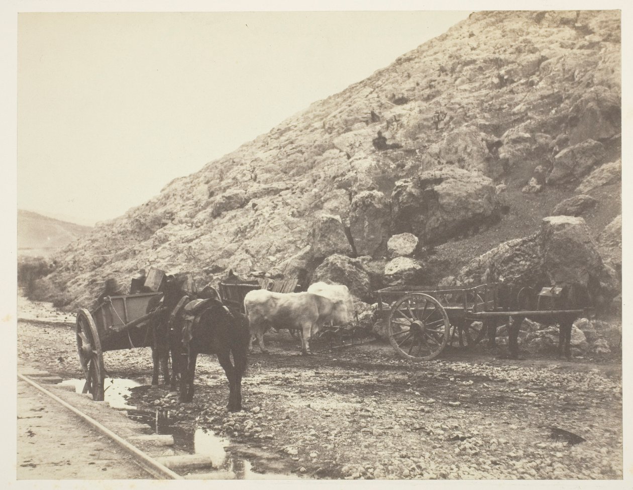 Boskap och vagnar, lämnar Balaklava av Roger Fenton