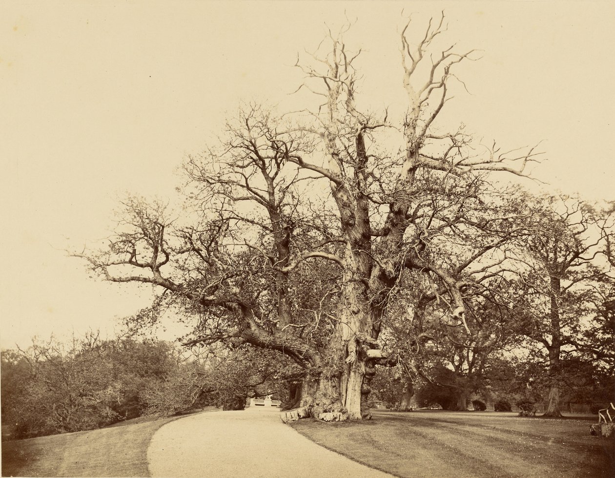 [Studie av träd och uppfart] av Roger Fenton