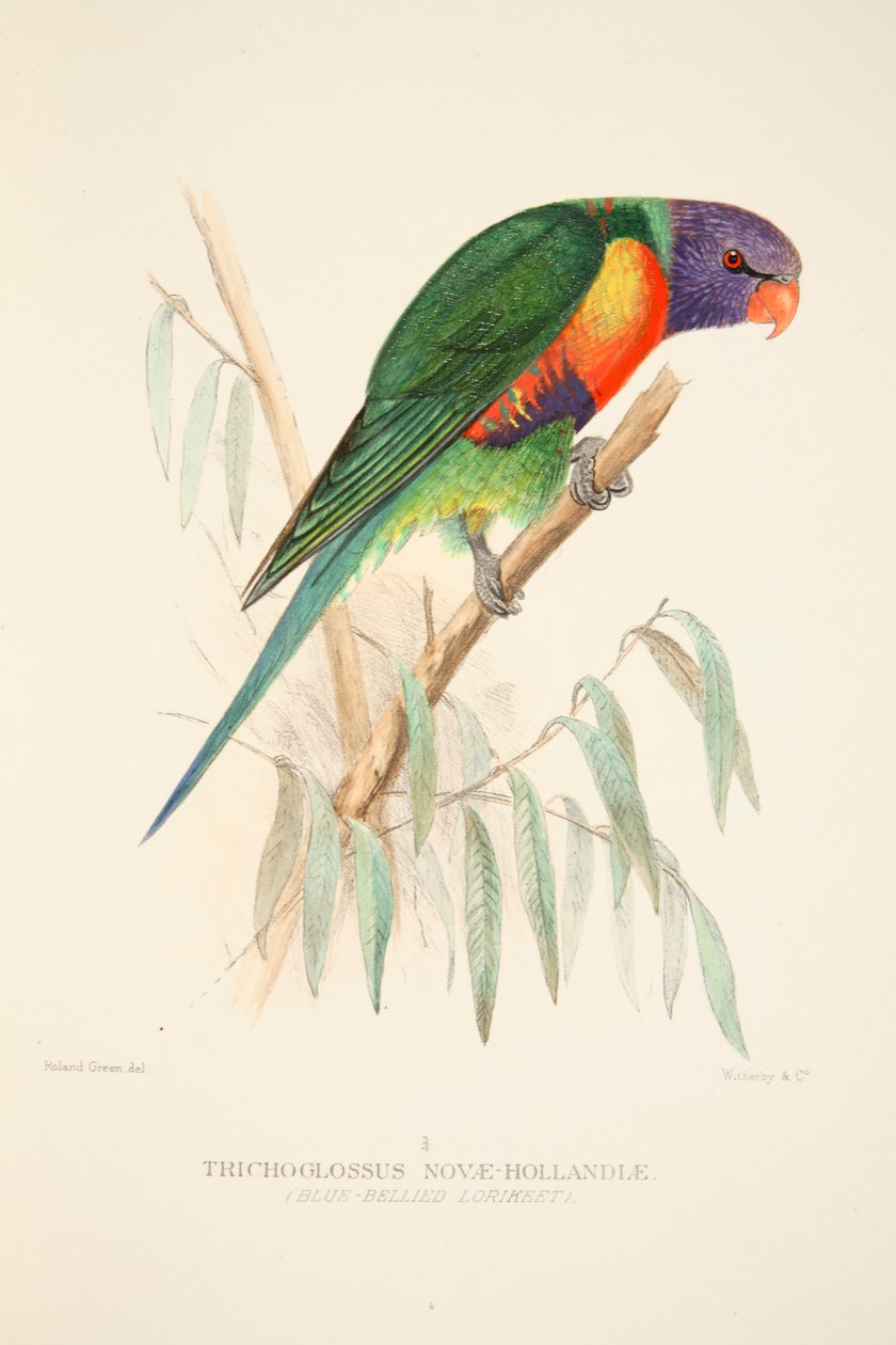 Blue Bellied Lorikeet, pub. 1916 handfärgad gravyr. av Roland Green