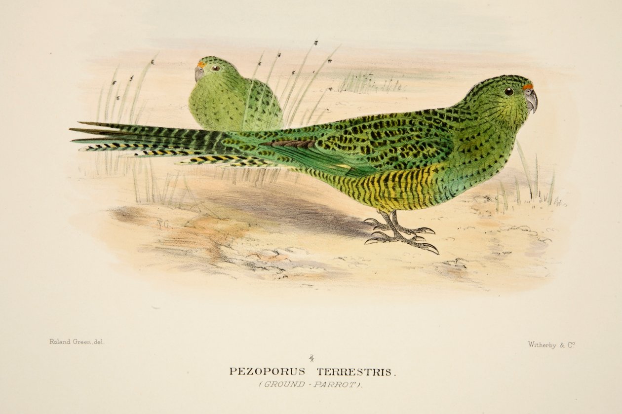 Ground Parrot, pub. 1916 handfärgad gravyr. av Roland Green