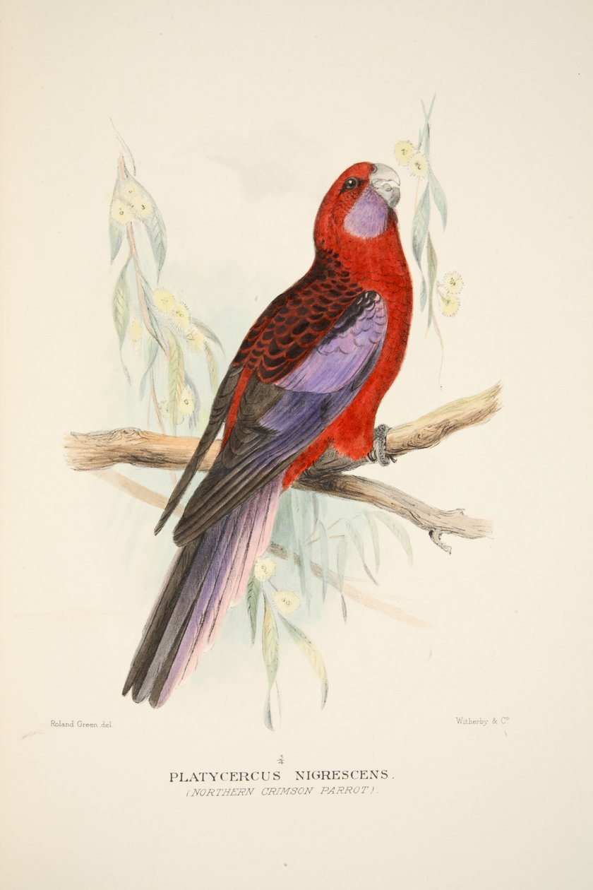 Northern Crimson Parrot, pub. 1916 handfärgad gravyr. av Roland Green