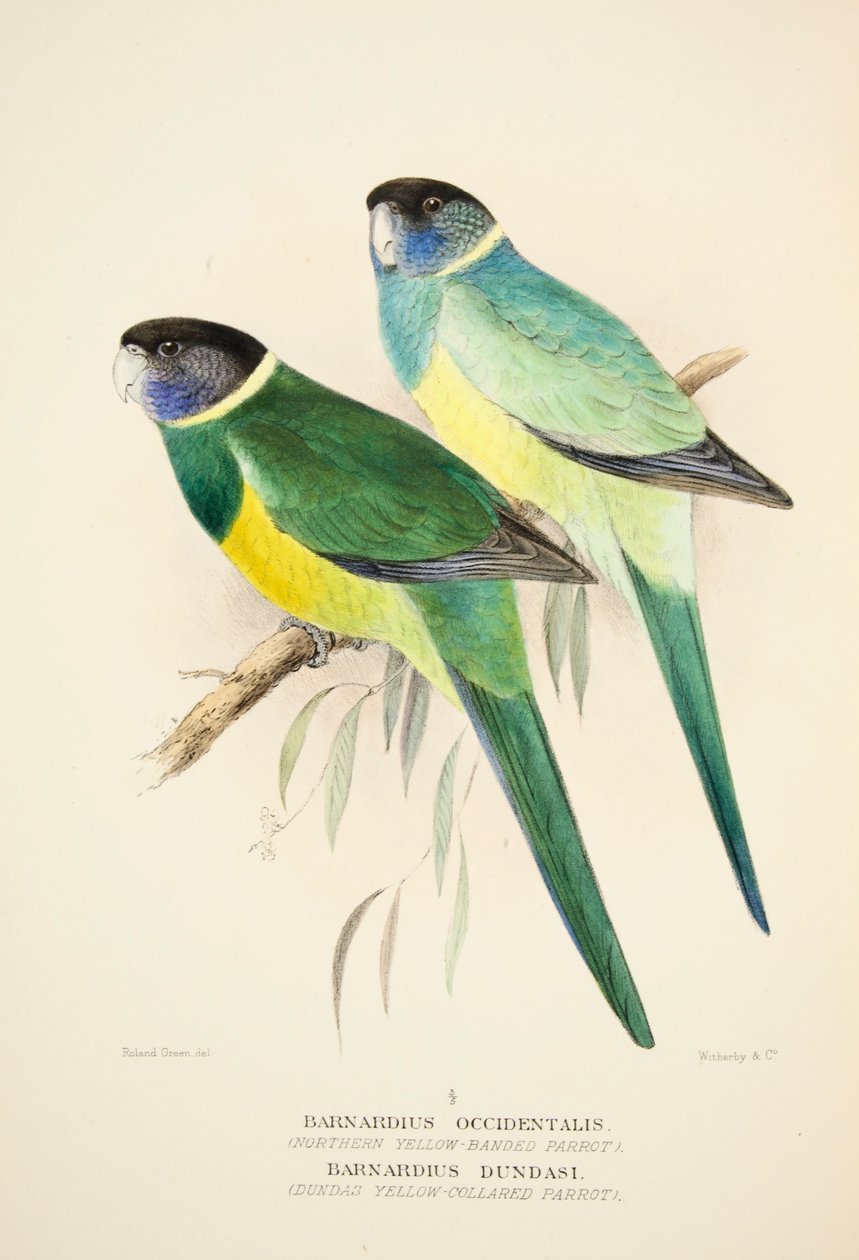 Northern Yellow Banded Parrot och Dundas Yellow Collared Papegoja, pub. 1916 handfärgad gravyr av Roland Green