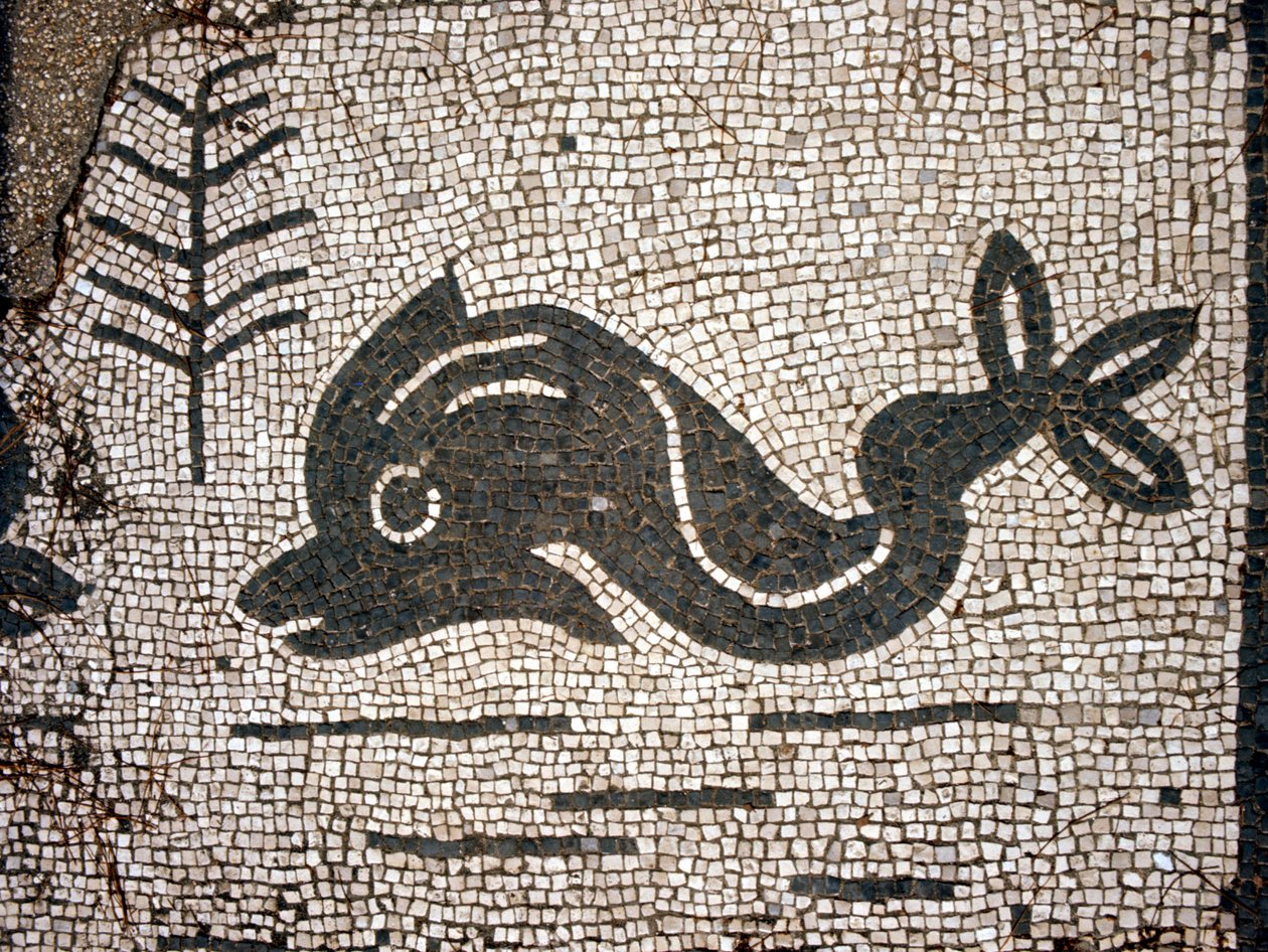 Representation av en delfin efter en mosaik på torget i Corporazioni of Ostia (Ostia) antica. av Roman