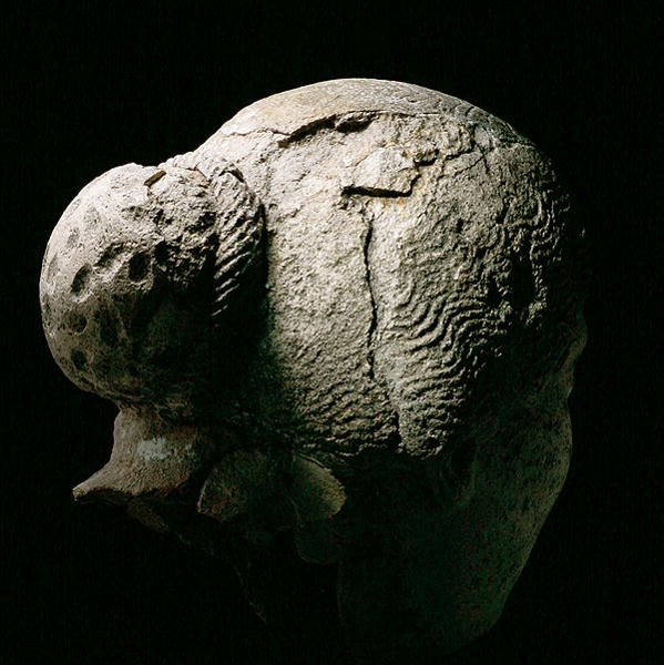 Bakifrån av en kvinnas huvud, 2:a eller 3:e århundradet e.Kr. (gips) (se även 270971-973) av Roman Period Egyptian