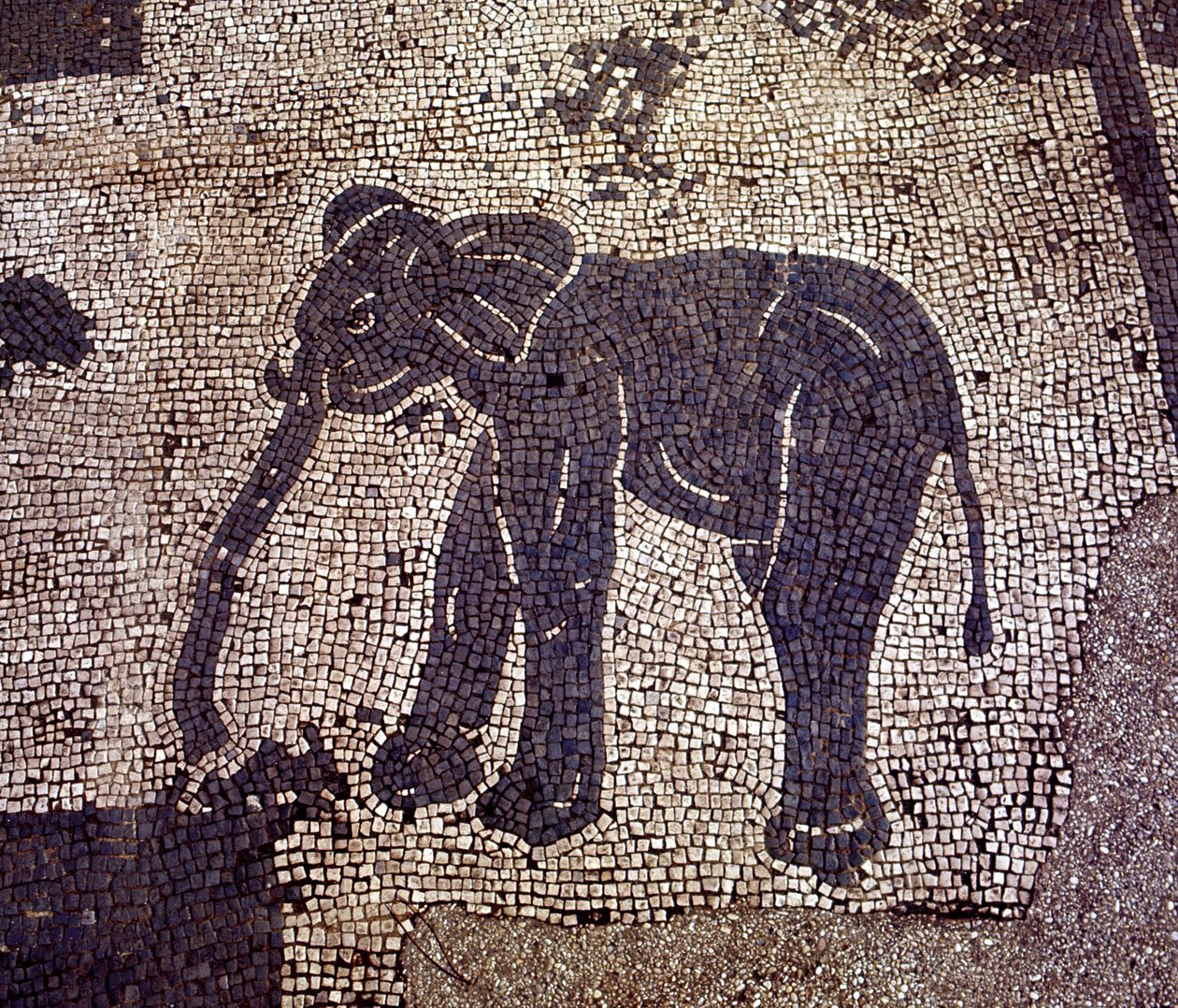 Forntida Ostia (Ostia). Place des Corporations. Mosaik av Sabratha Seafarers Corporation. av Roman Roman