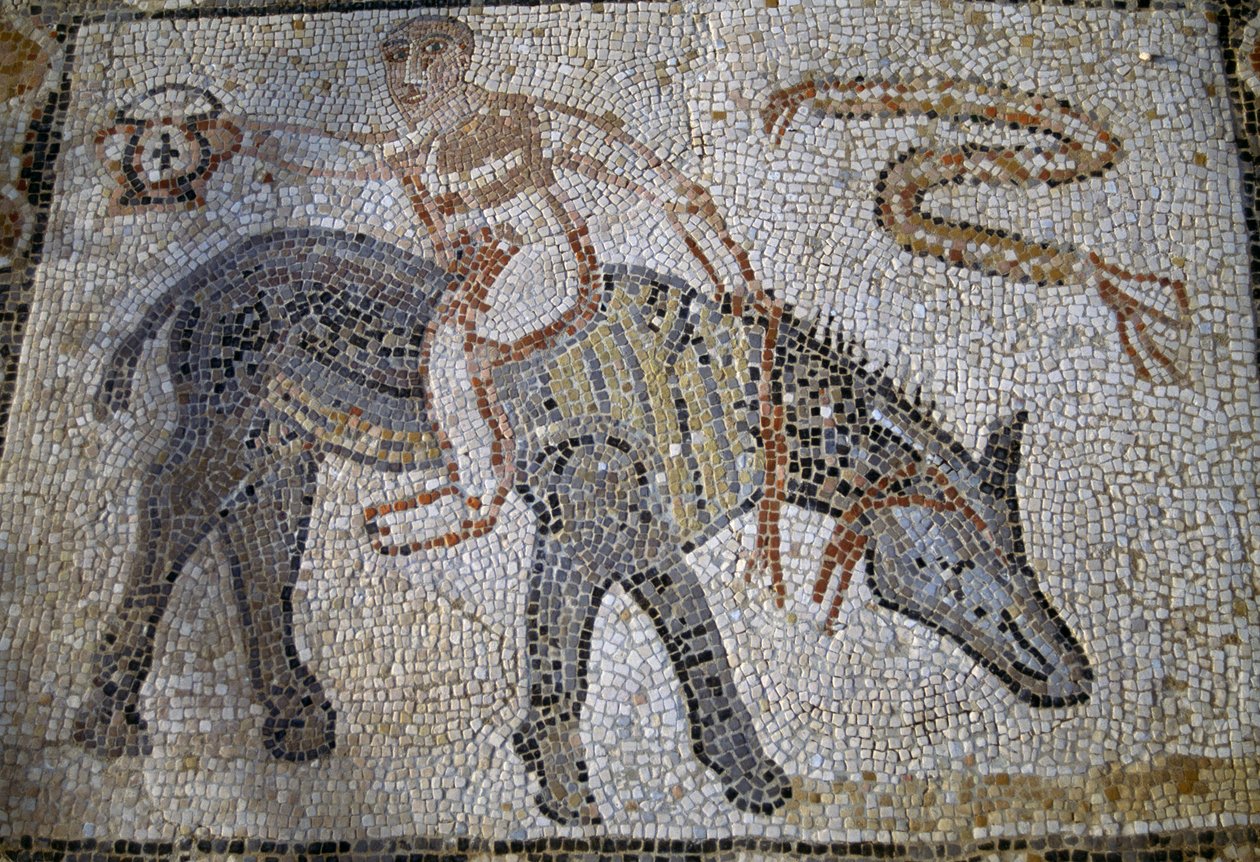 Desultor (idrottare som hoppade från en häst till en annan under loppet) rider åsnan baklänges och håller upp kantharos (vinnarbägaren), mosaik i House of Desultor i den romerska staden Volubilis (UNESCO:s världsarvslista av Roman Roman