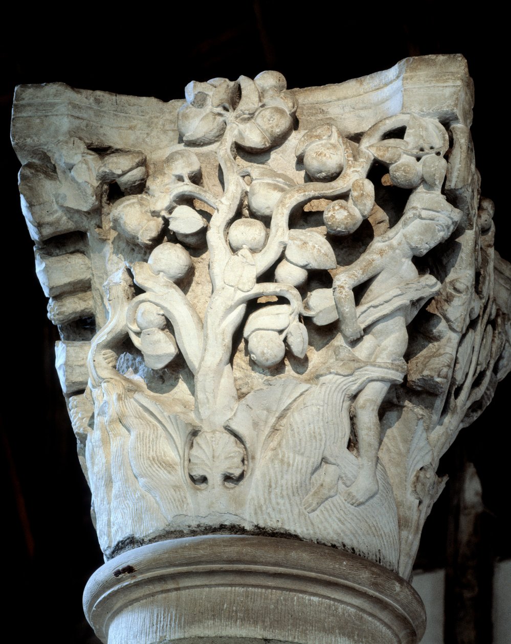 Paradiset: ett fikonträd och ett äppelträd, huvudstaden i kören (skulptur av Romanesque