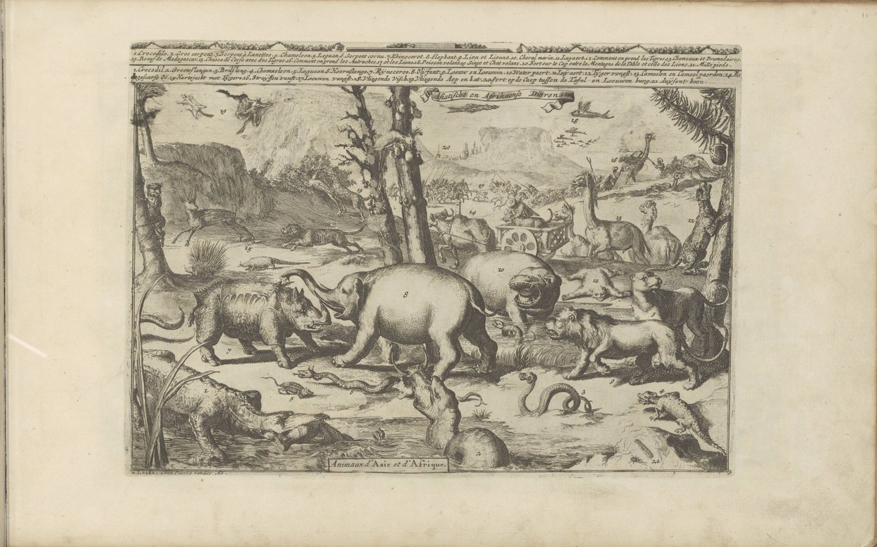 Aziatische en Afrikaanse dieren Aziatische en Afrikaanse dieren / Animals of Asia and Africa (titel på objekt) Öst- och Västindien och andra platser (serietitel) av Romeyn de Hooghe