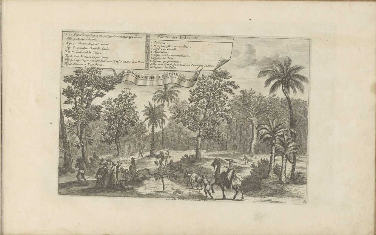 Bomen en specerijen Indiska växter, etc / Indiaensche kruyden, etc (titel på objekt) Öst- och Västindien och andra platser (serietitel) av Romeyn de Hooghe