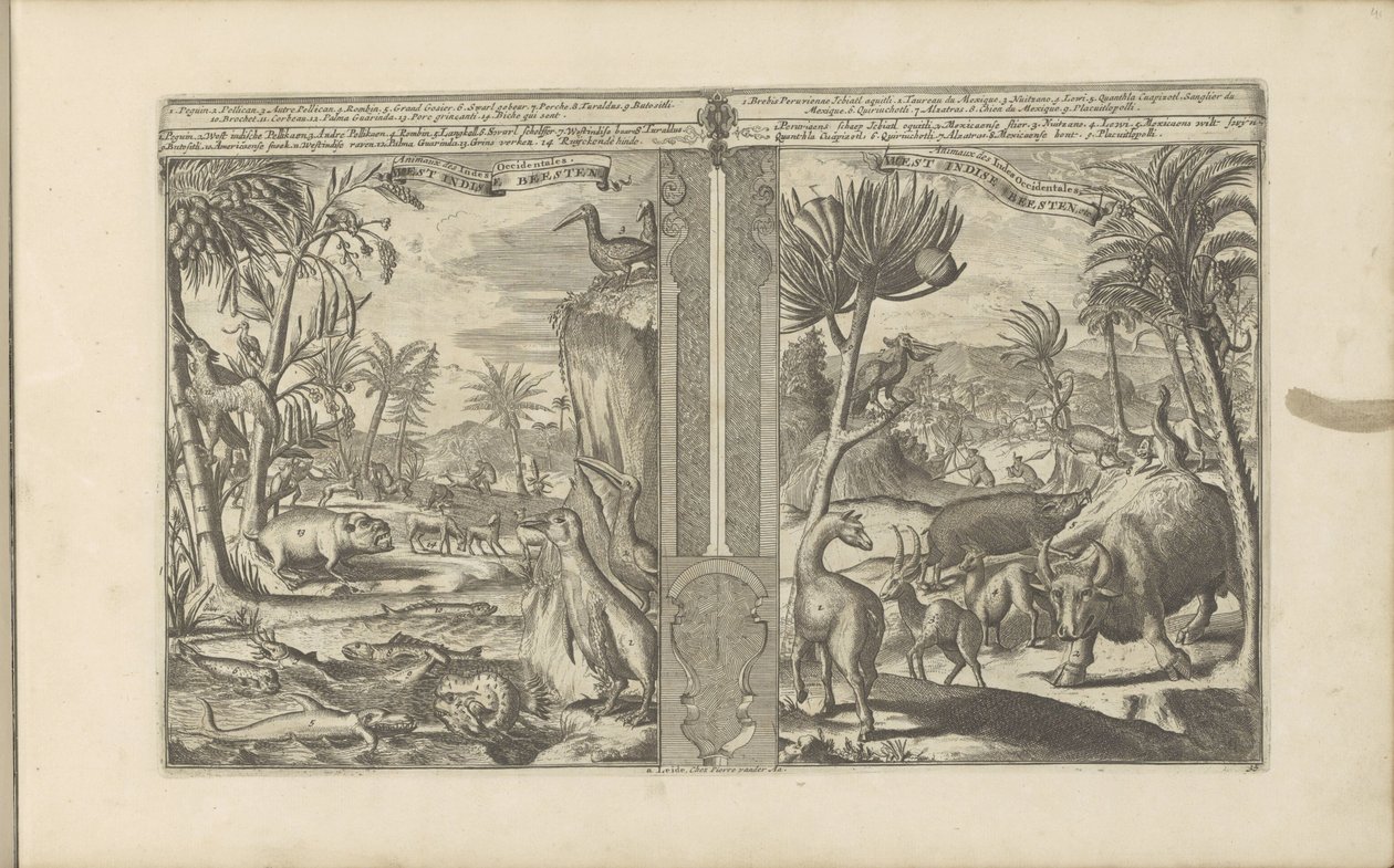 Dieren från Västindien West Indische Beesten / Västindiens djur (titel på objekt) Öst- och Västindien och andra platser (serietitel) av Romeyn de Hooghe