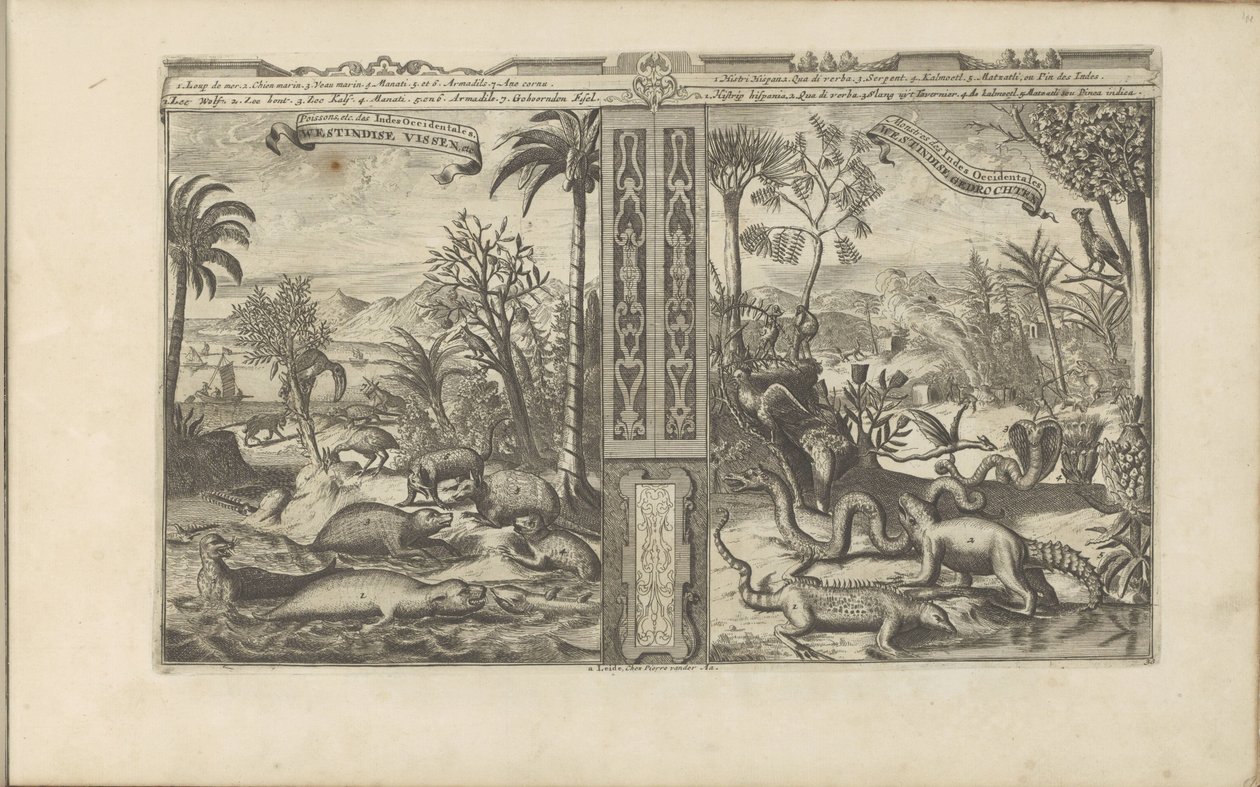 Dieren från Västindien Westindische Vissen, etc / Fishes, etc of the West Indies // Westindische Gedrochten / Monsters of the West Indies (titel på objektet) Öst- och Västindien och andra platser (serietitel) av Romeyn de Hooghe
