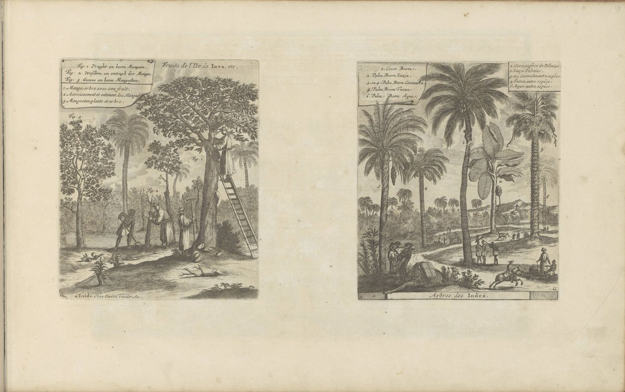 Landschappen sätter mangobomen, kokos- och palmbomen Frukter från ön Java, etc / Trees of India (titel på objekt) Öst- och Västindien och andra platser (serietitel) av Romeyn de Hooghe