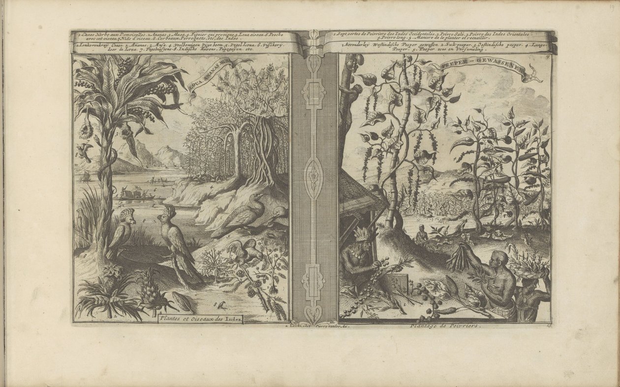 Planten, vogels och pepervelden Loua, Pineapple Musa / Plants and Birds of the Indies // Peeper-Gewassen / Pepper Plantation (titel på objektet) Öst- och Västindien och andra platser (serietitel) av Romeyn de Hooghe