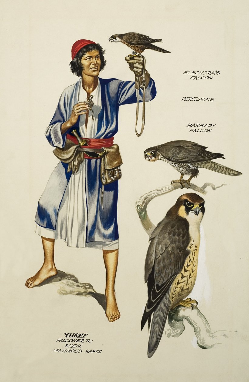 Yusef, Falconer till Sheik Mahmoud Hafiz (gouache på papper) av Ron Embleton