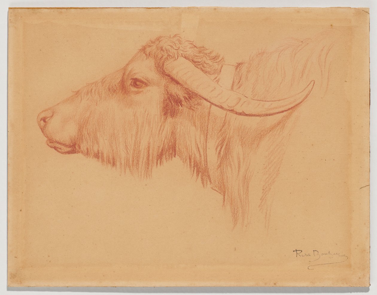 Vattenbuffel av Rosa Bonheur
