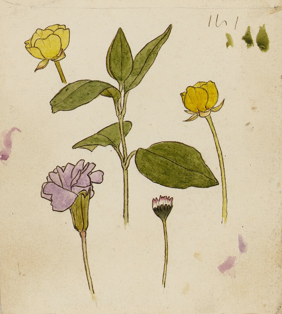 Studie av blommor - smörblomma och prästkrage av Rosa Brett