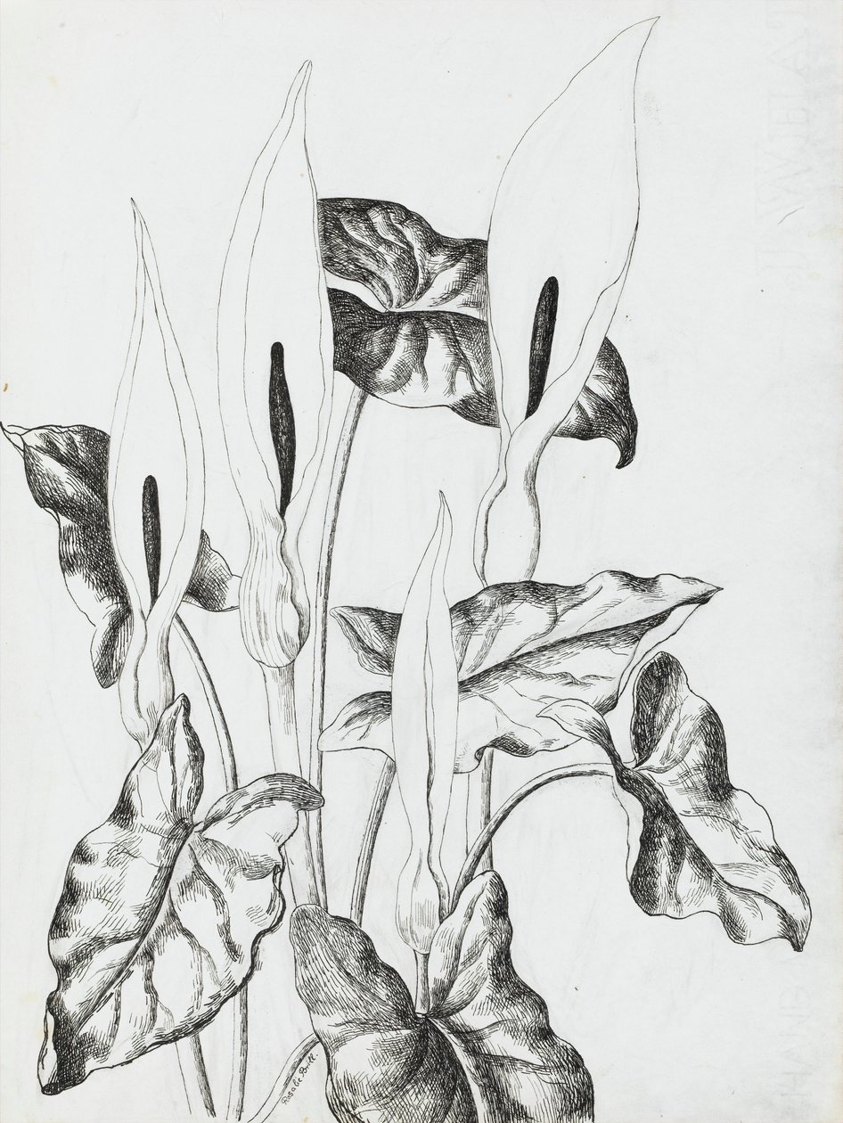 Arrum Liljor av Rosalie Brill