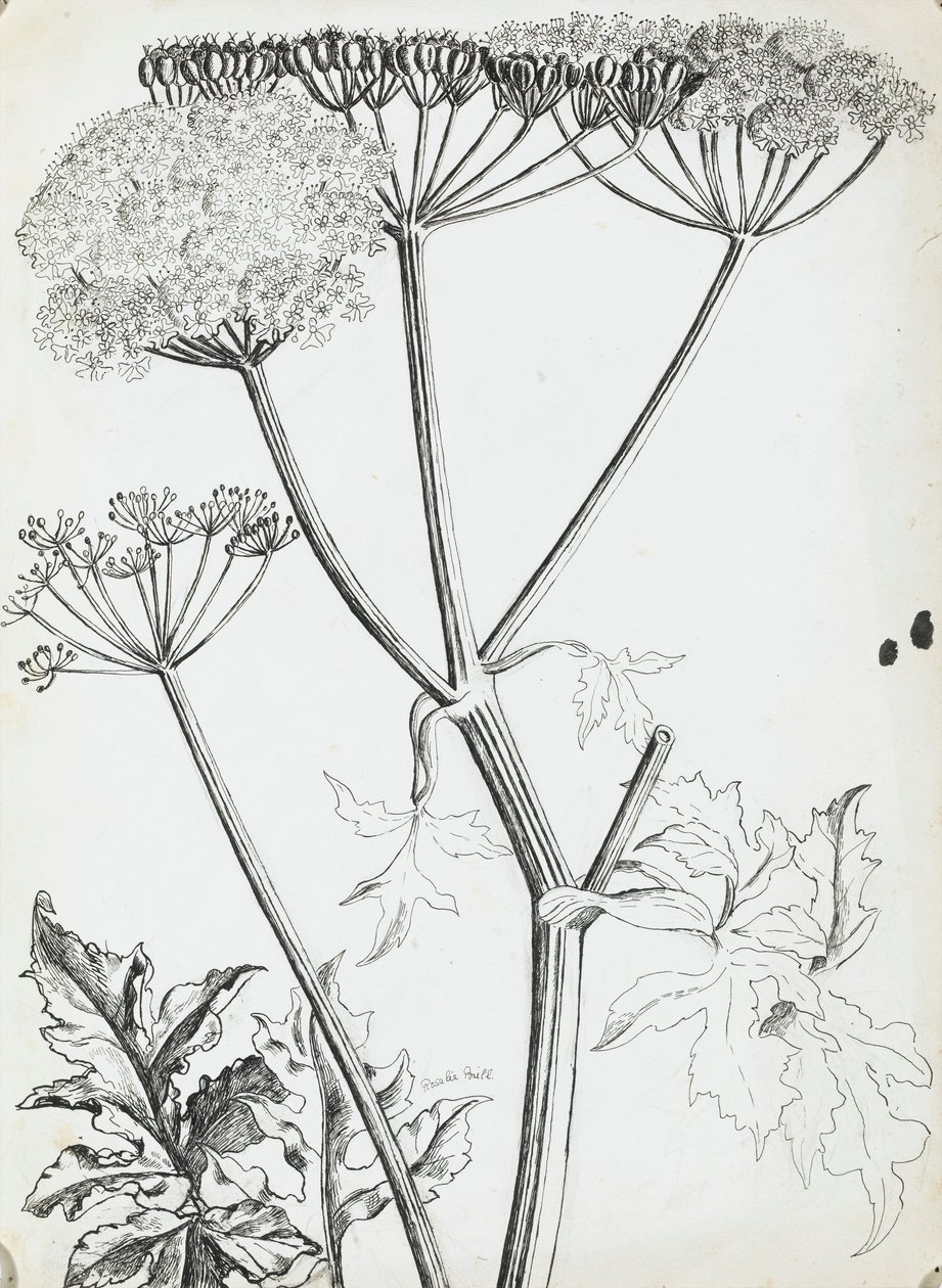 Hundkäx av Rosalie Brill