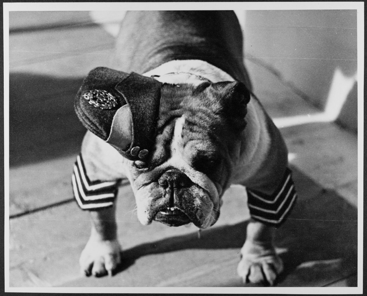 En bulldog i RAF-uniform, Pinewood Studios av Royal Air Force Film Production Unit