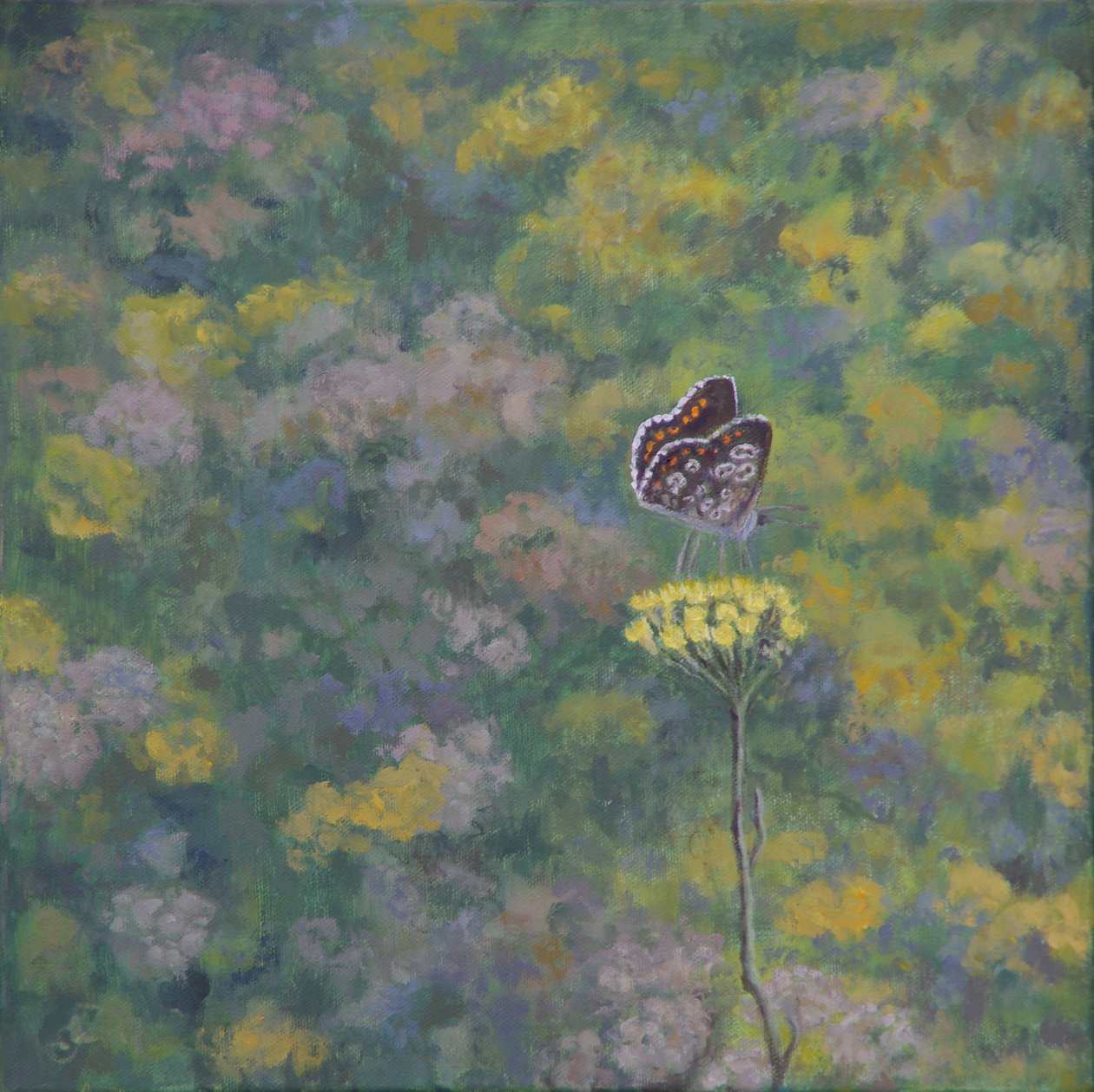 Brown Argus (efter foto av Sara Crow) av Ruth Addinall