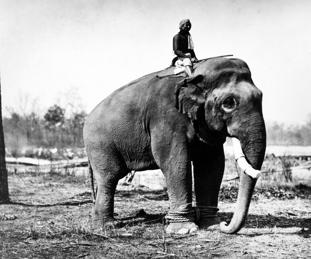 Jung Pershad, Maharaja Sir Jang Bahadurs största stridselefant, 1876 av S. and Shepherd, C. Bourne