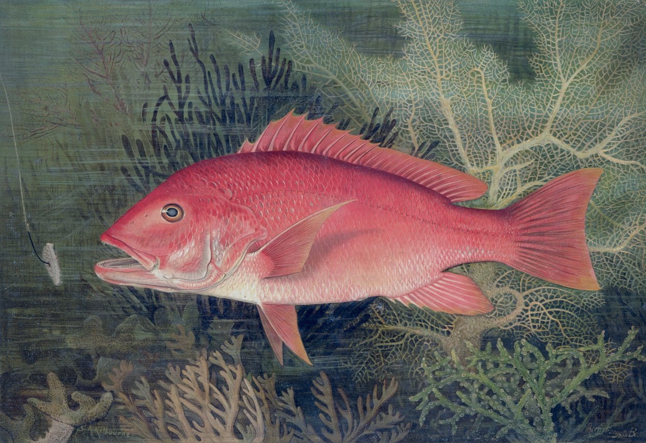 Red Snapper, från 