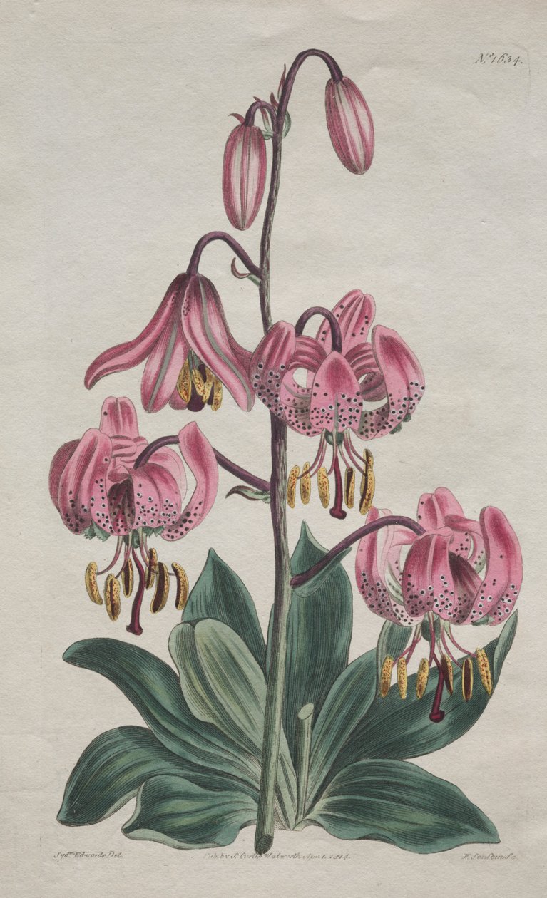The Botanical Magazine eller Flower Garden Visas: Slätskaftad Martagon, Turk